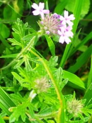 Glandularia chiricahensis
