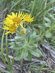 Senecio pseudoarnica