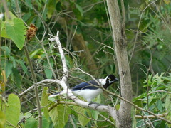 Cyanocorax mystacalis