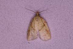 Cenopis pettitana