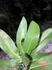 Panopsis costaricensis image
