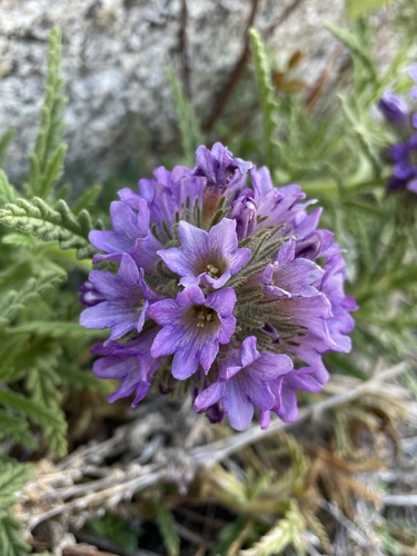 Image of Nama rothrockii by (c) Matt Berger, some rights reserved (CC BY)