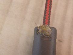 Antestia perroudi