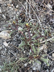 Orochaenactis thysanocarpha