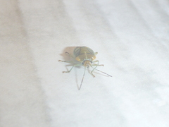 Antestia perroudi