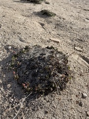 Eriogonum latens