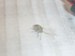Antestia perroudi