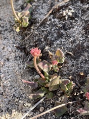 Eriogonum latens