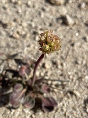 Eriogonum latens