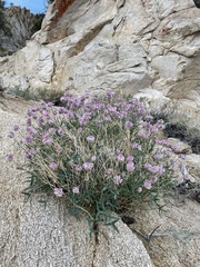 Trifolium dedeckerae