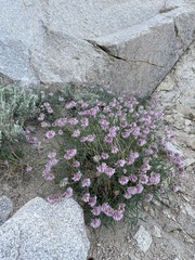 Trifolium dedeckerae