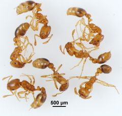 Solenopsis globularia