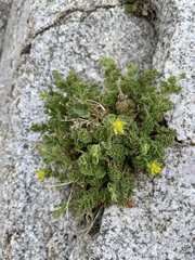 Ivesia saxosa