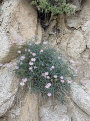 Trifolium dedeckerae