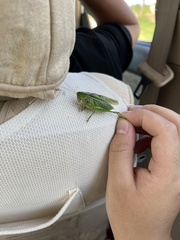 Gampsocleis sedakovii