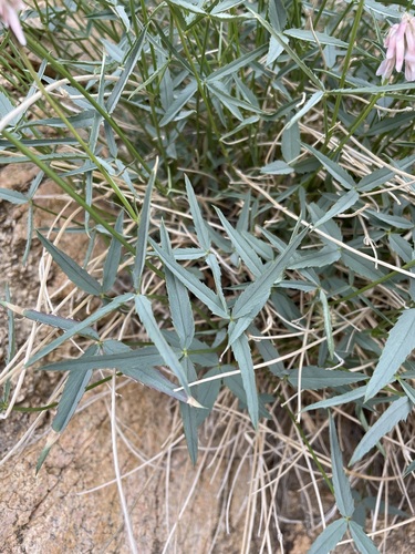 Image of Trifolium dedeckerae by (c) Matt Berger, some rights reserved (CC BY)