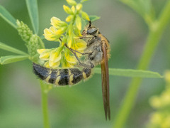 Megacampsomeris prismatica