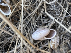Helminthoglypta sonoma