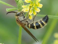 Megacampsomeris prismatica