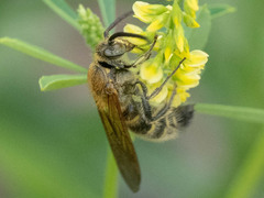 Megacampsomeris prismatica