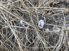 Helminthoglypta sonoma