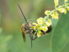 Megacampsomeris prismatica