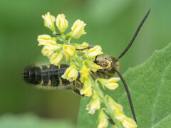 Megacampsomeris prismatica