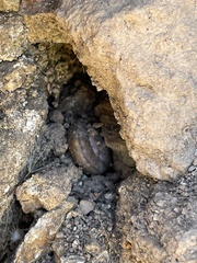 Helminthoglypta sonoma