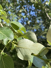 Populus cathayana