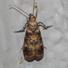 Dioryctria pygmaeella