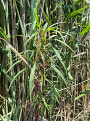 Amaranthus cannabinus