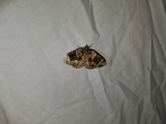 Gandaritis atricolorata