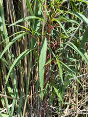 Amaranthus cannabinus