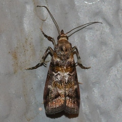 Dioryctria pygmaeella