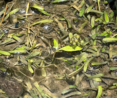 Lilaeopsis chinensis