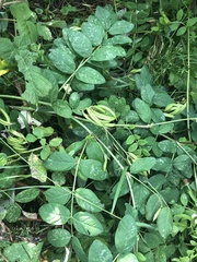 Astragalus glycyphyllos