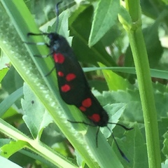 Zygaena lonicerae