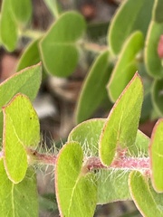 Arctostaphylos purissima purissima