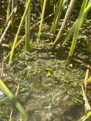 Lilaeopsis chinensis