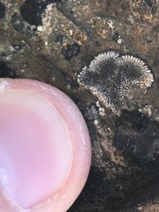 Sporastatia