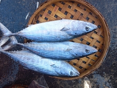 Sarda orientalis