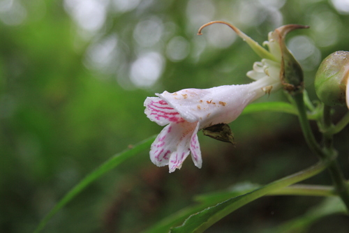 Hemiboea bicornuta iNat (2)