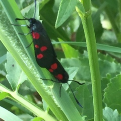 Zygaena lonicerae