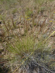 Pseudoroegneria spicata