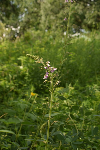 Image of Desmodium illinoense by (c) Mitch Van Dyke, some rights reserved (CC BY)