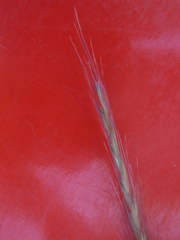 Pseudoroegneria spicata