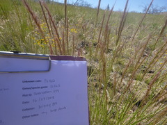 Pseudoroegneria spicata