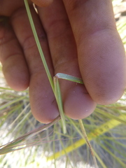 Pseudoroegneria spicata