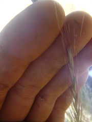 Pseudoroegneria spicata