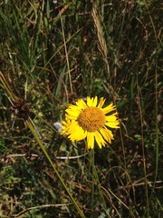 Helenium bolanderi